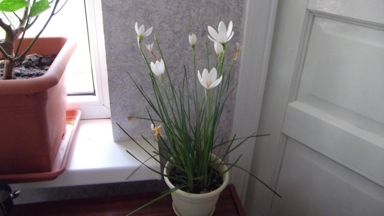 Зефирантес в саду