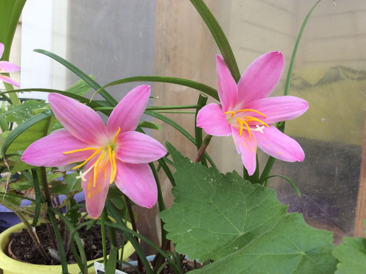 Зефирантес выскочка