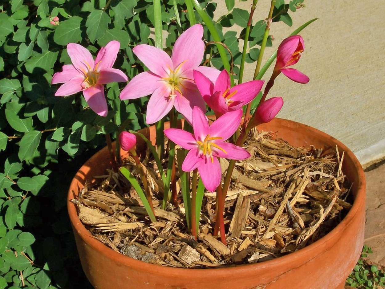 Белый 1 зефирантес