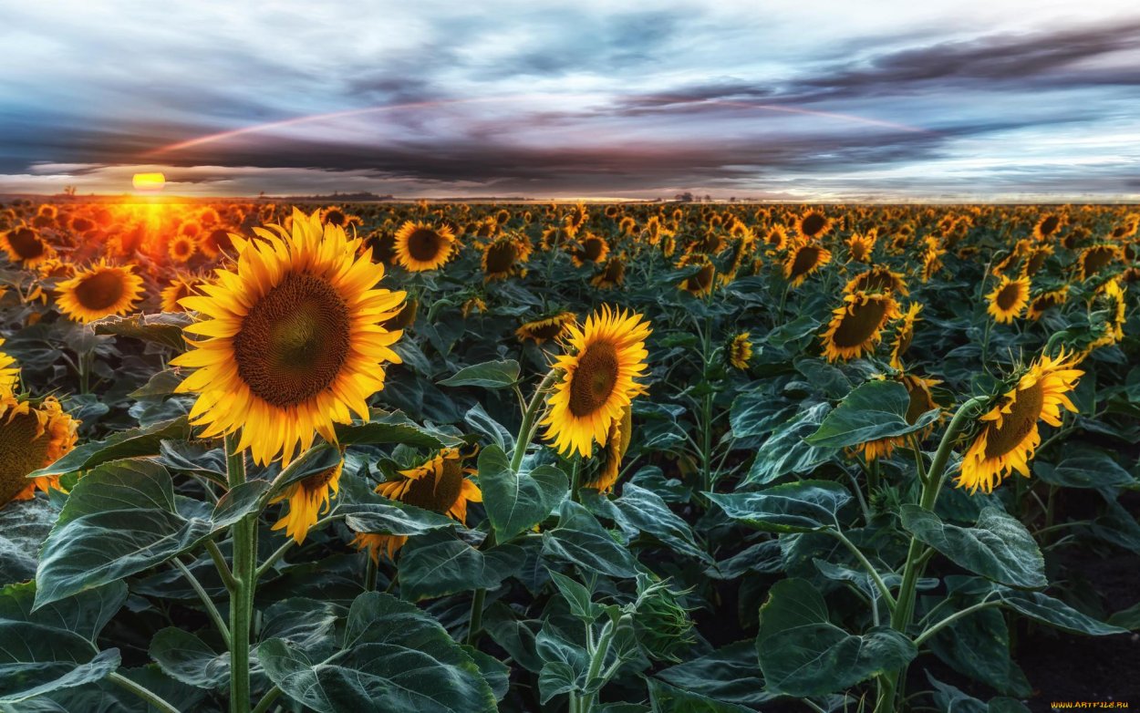 Подсолнечное поле