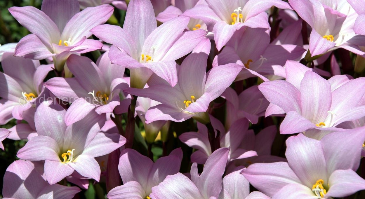 Зефирантес луковичный