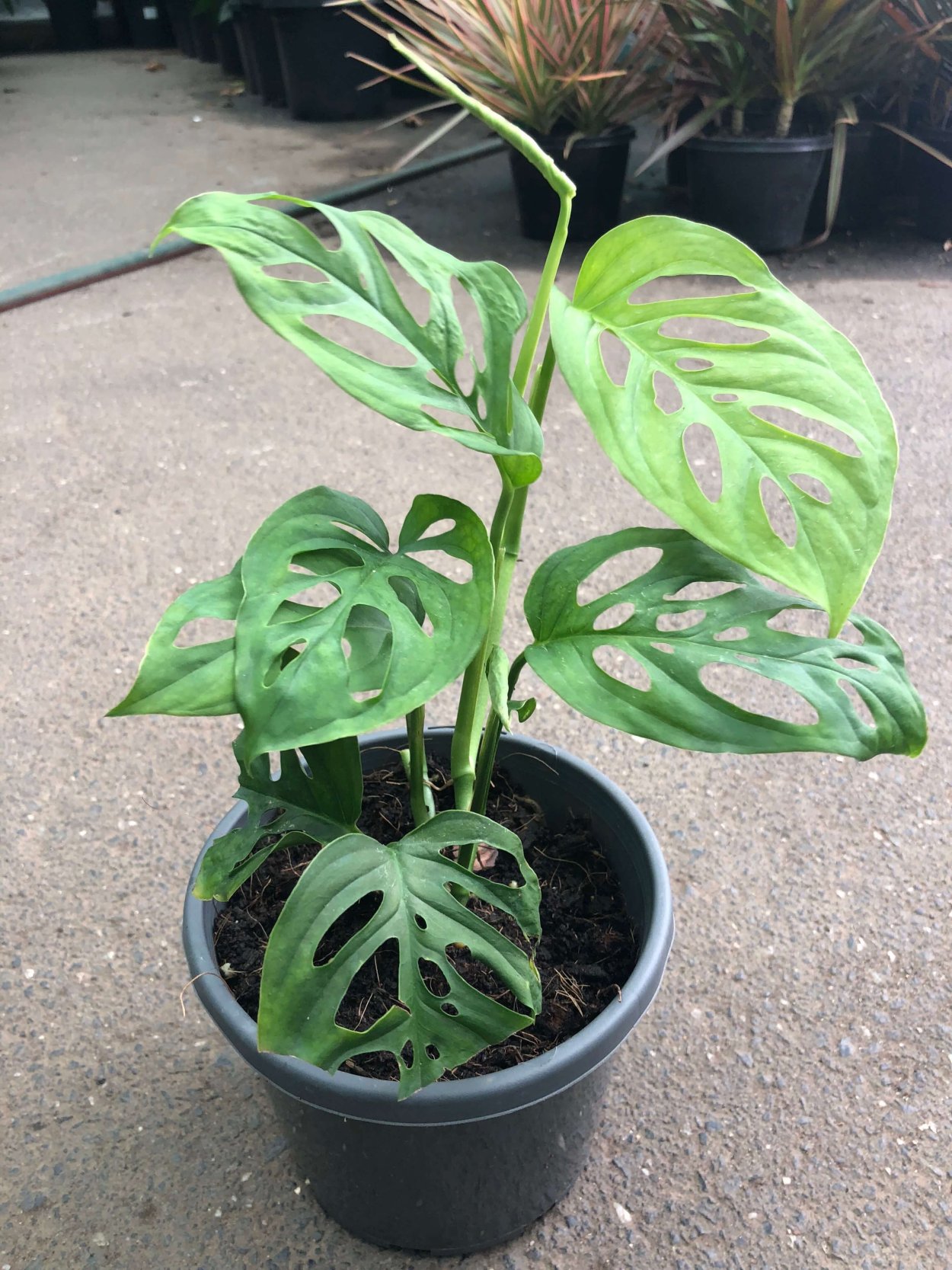 Monstera pinnatipartita/монстера пиннатипартита