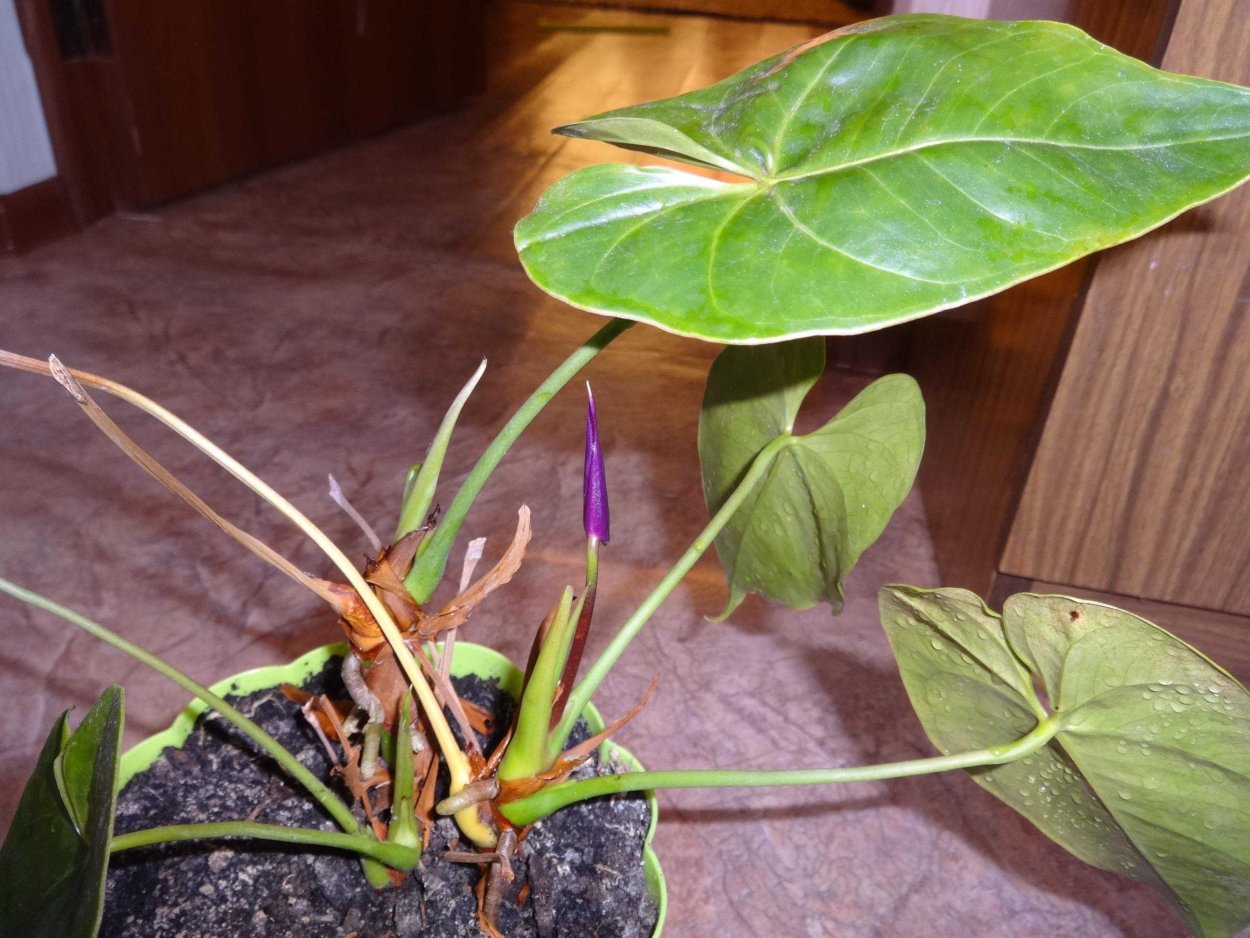 Антуриум оранж чемпион