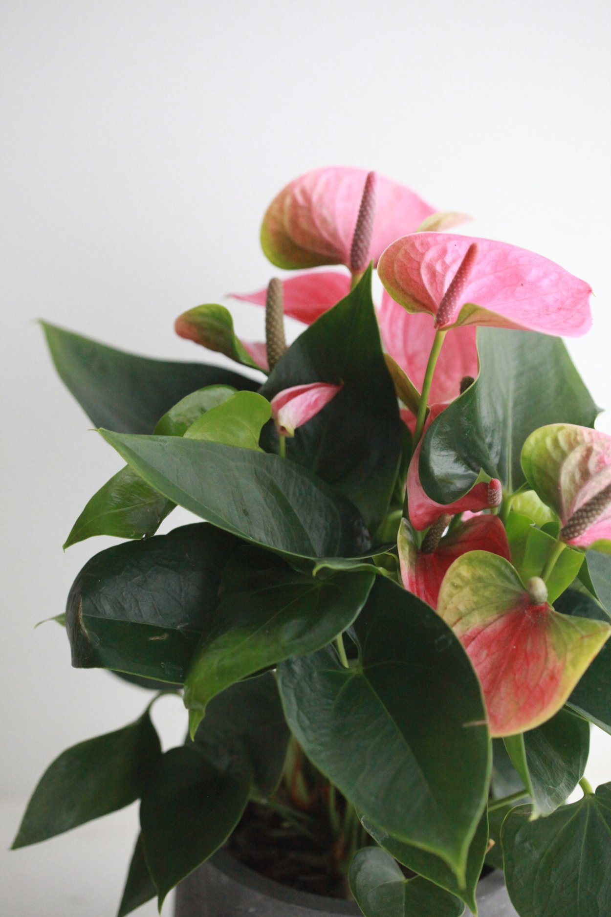 Anthurium clarinervium/Антуриум Кларинервиум