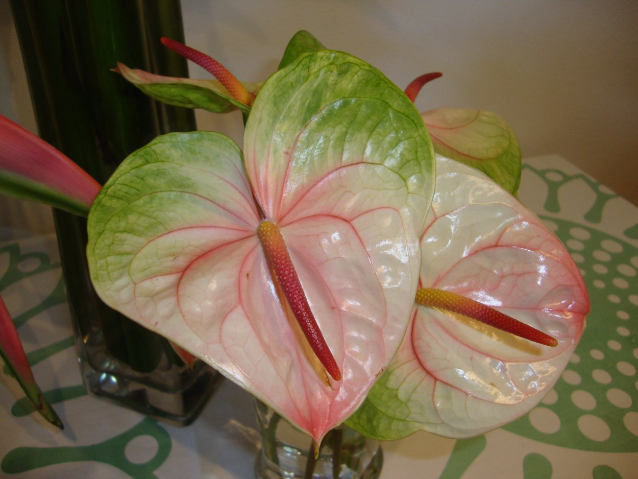 Антуриум Шелл коралл