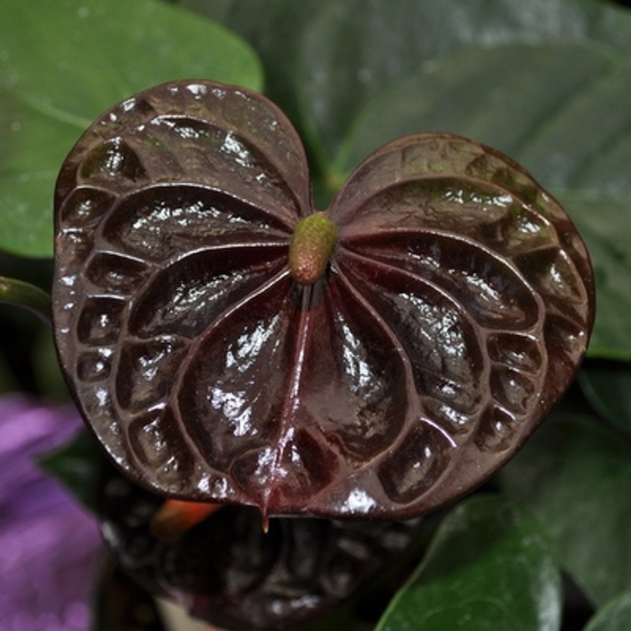 Антуриум листик сорт