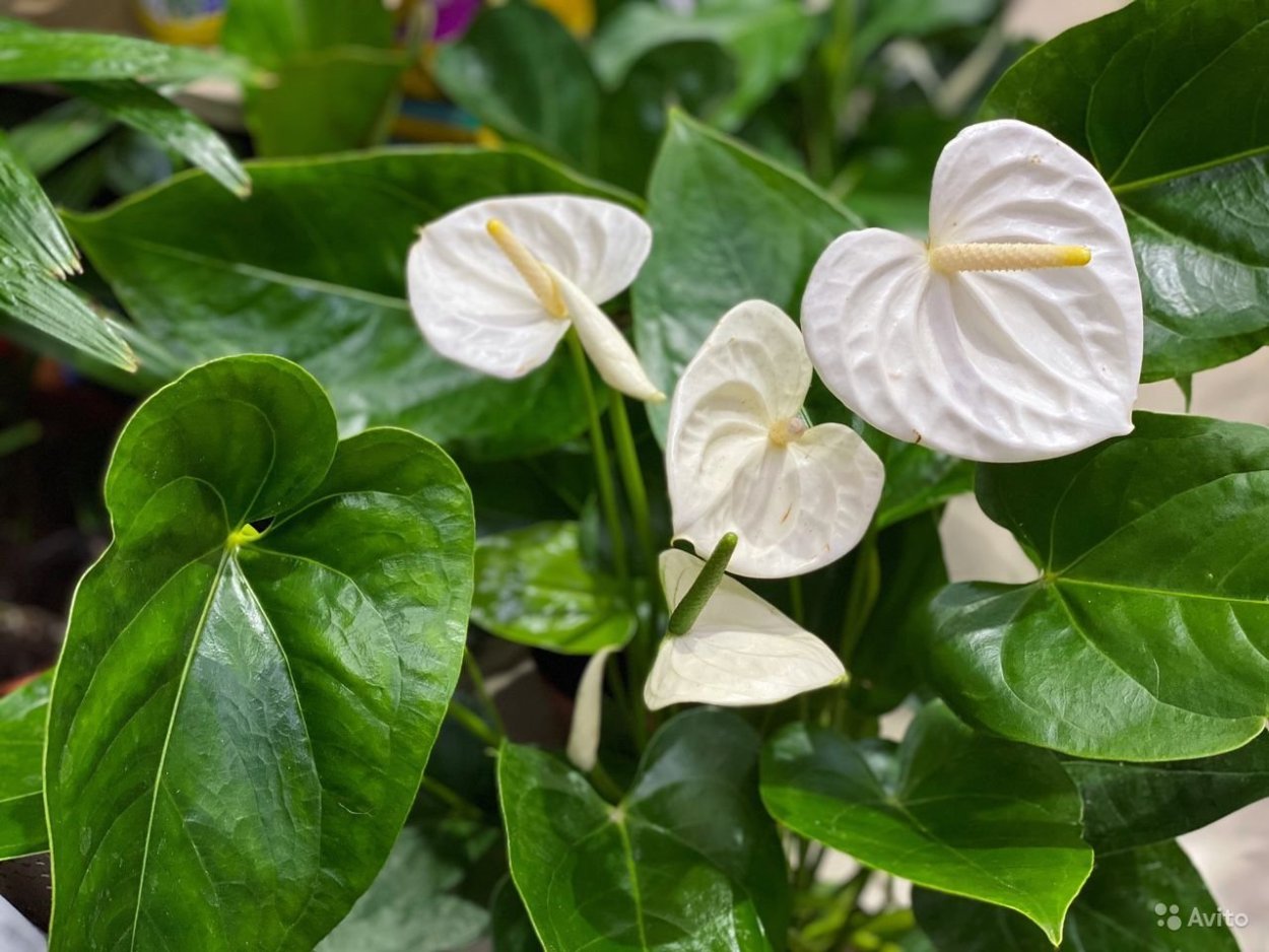 Антуриум Форгети Anthurium forgetii