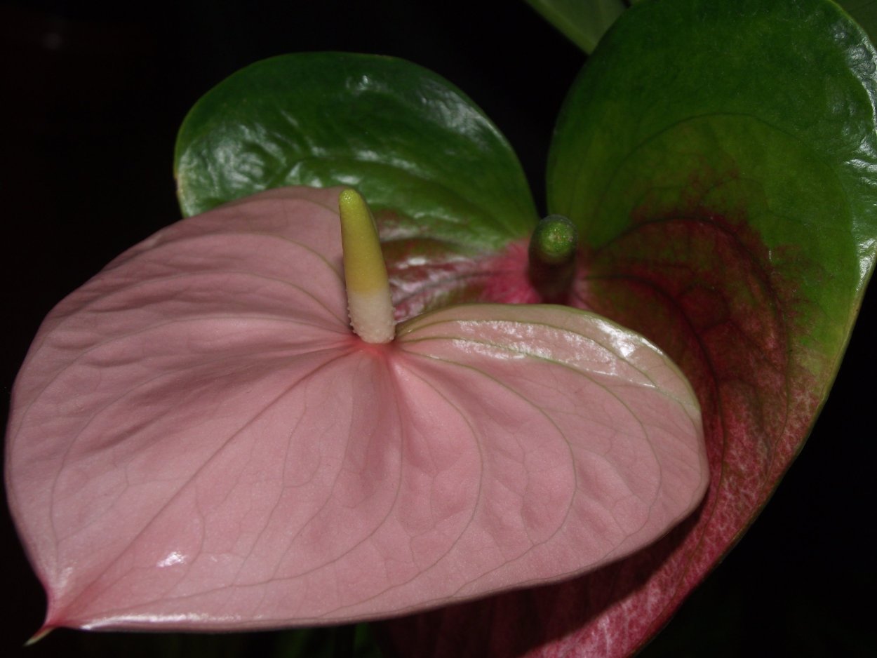 Антуриум Королевский