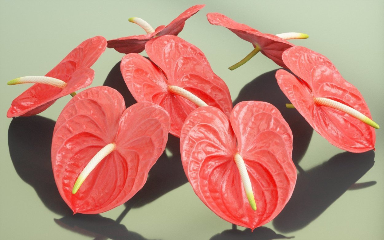 Антуриум million Flowers Red