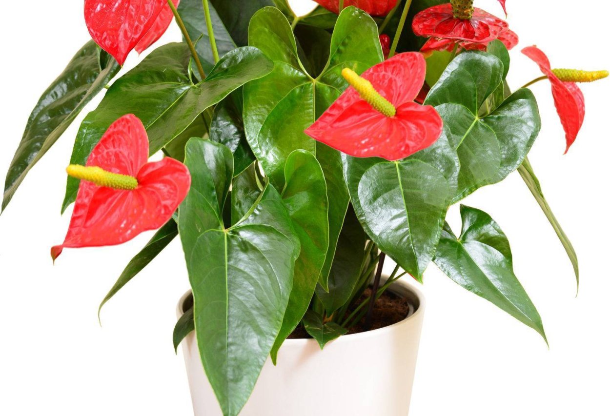 Антуриум Андре Фламинго