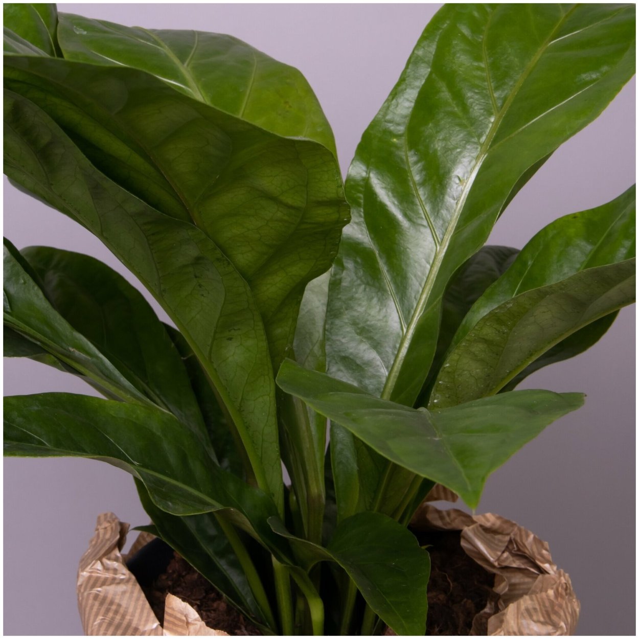 Антуриум Anthedesia Pink