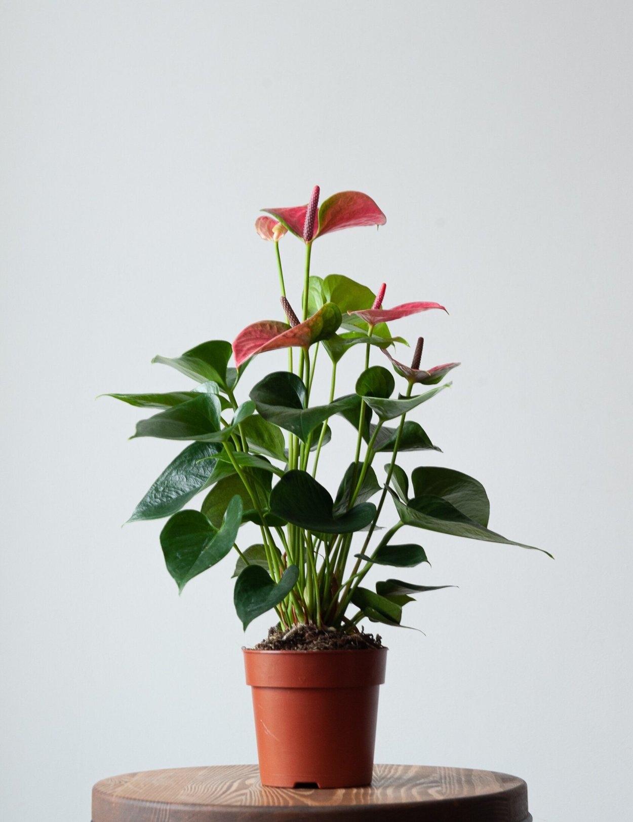 Антуриум clarinervium