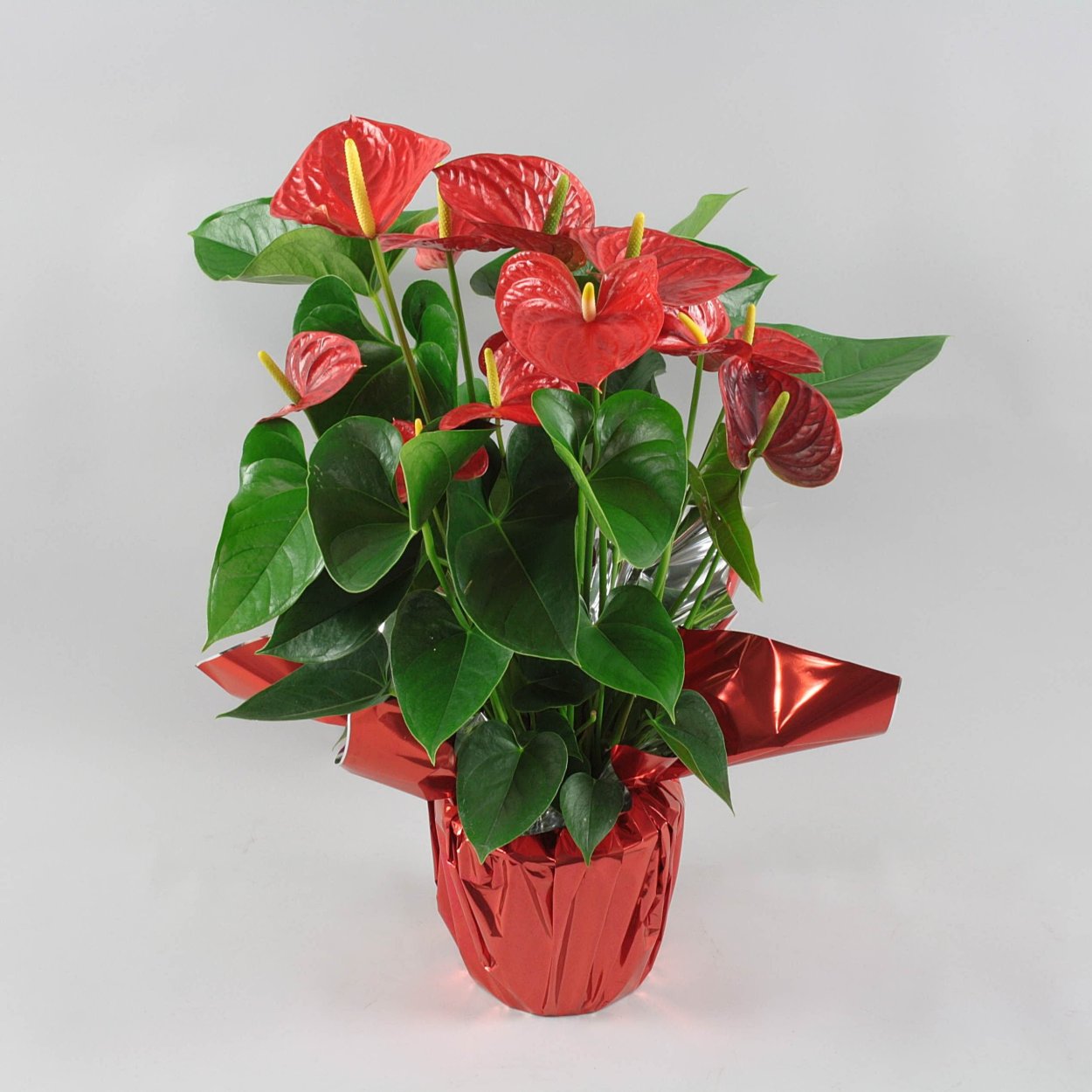 Антуриум в фен шуй