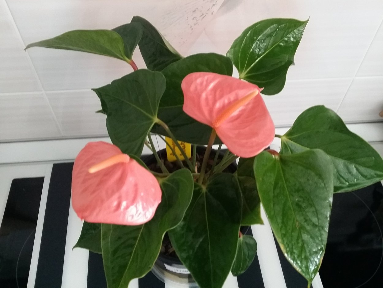 Антуриум Андре Кентукки