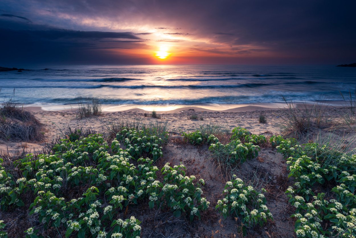 Природа море цветы