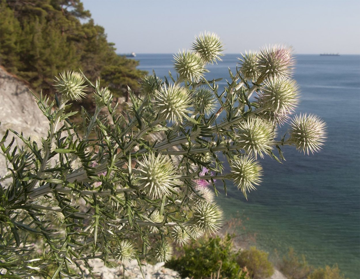 Растения субтропиков Черноморского побережья Краснодарского