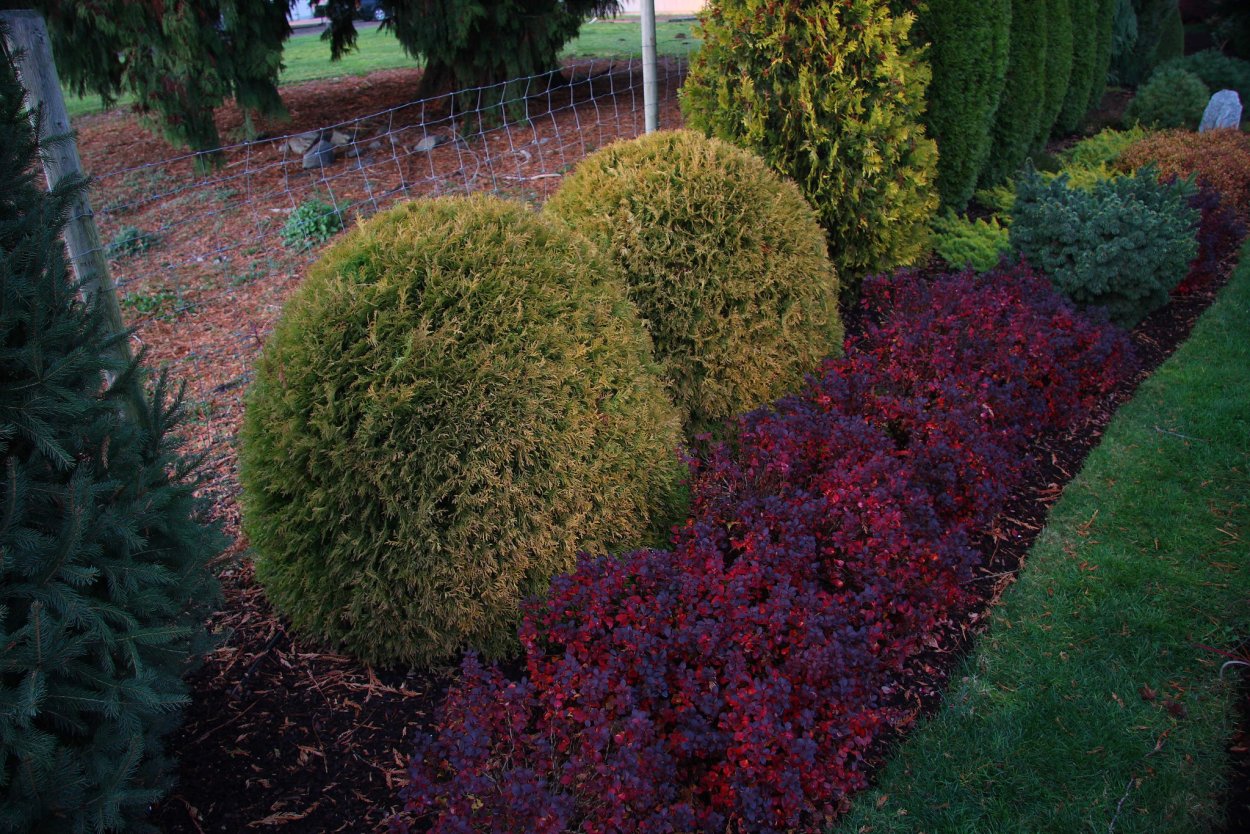 Туя Тунберга