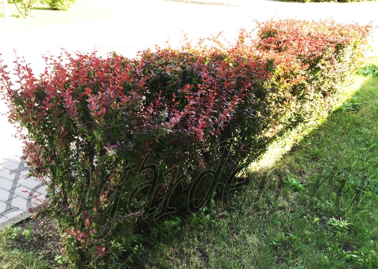 Кизильник и Барбарис