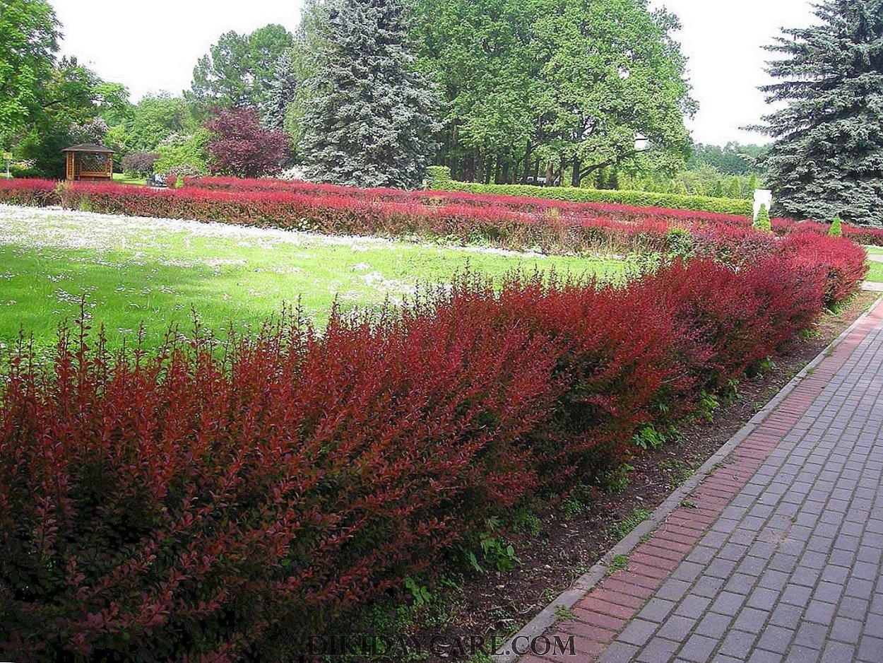 Барбарис Тунберга Живая изгородь