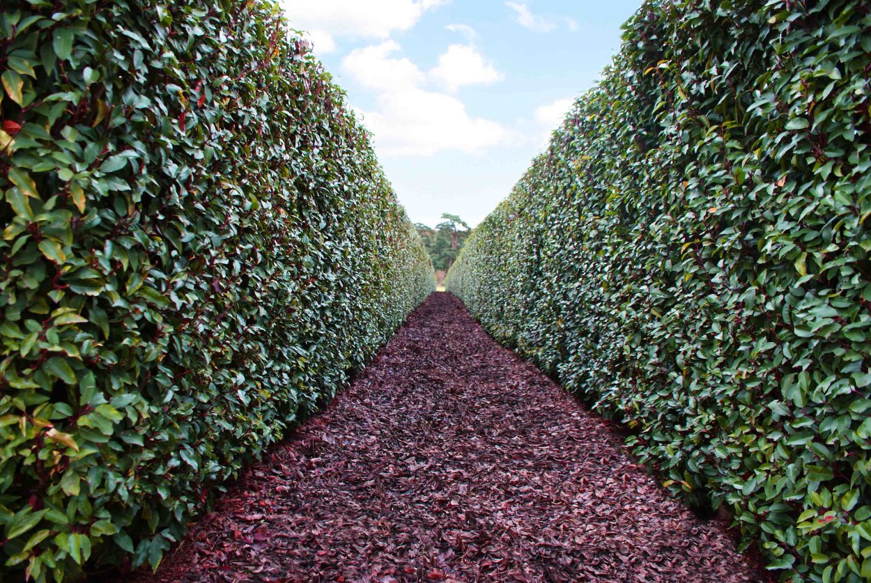 Барбарис оттавский Живая изгородь