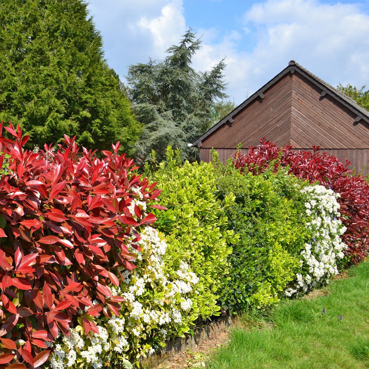 Фотиния Живая изгородь