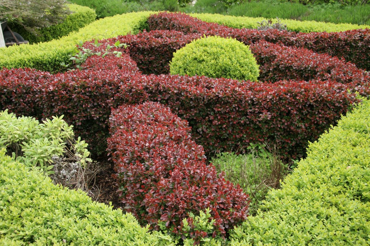 Барбарис Тунберга изгородь