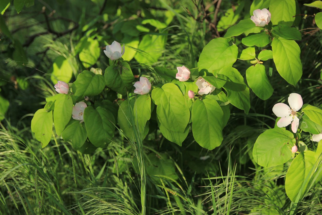 Азорские острова