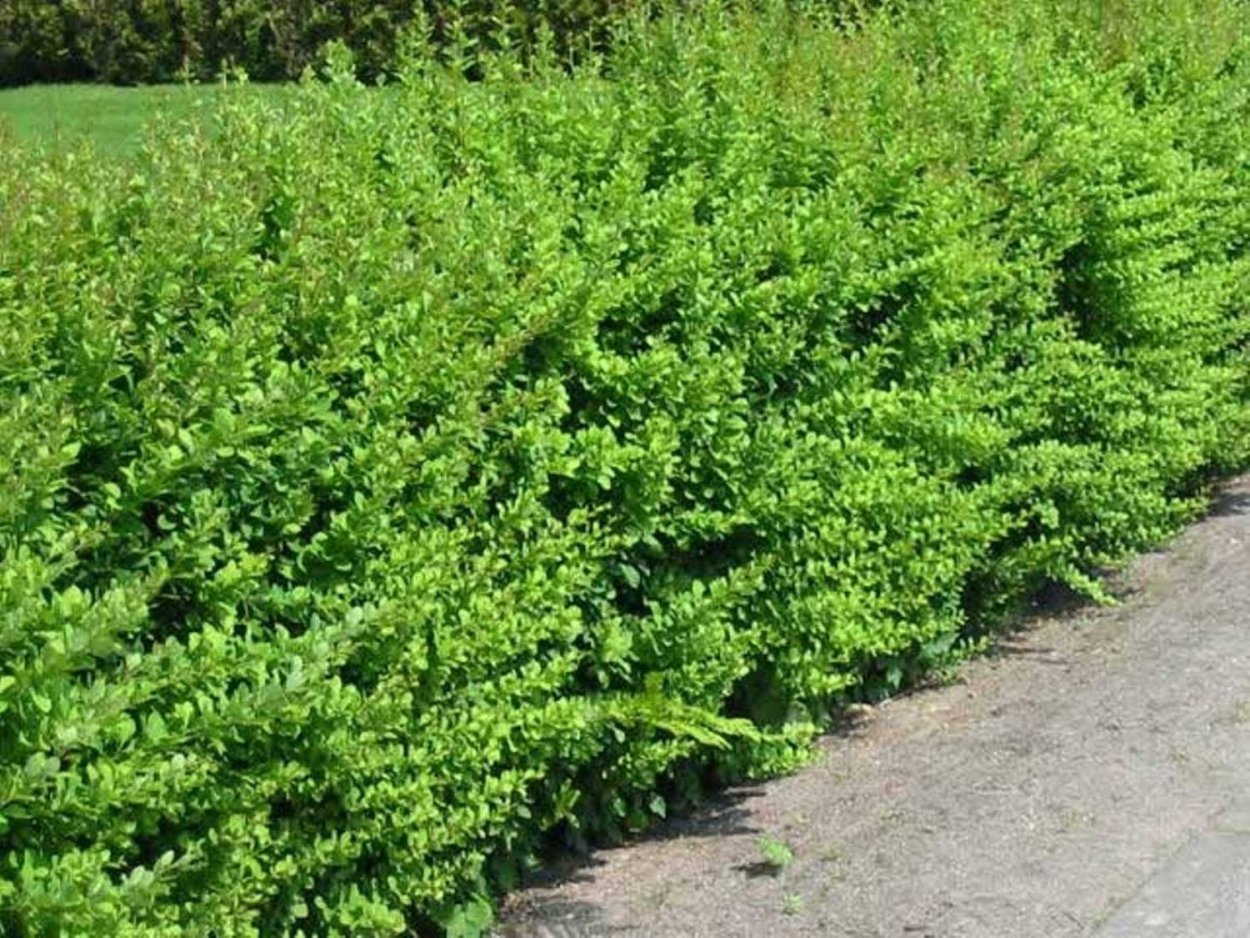 Барбарис Тунберга зеленый