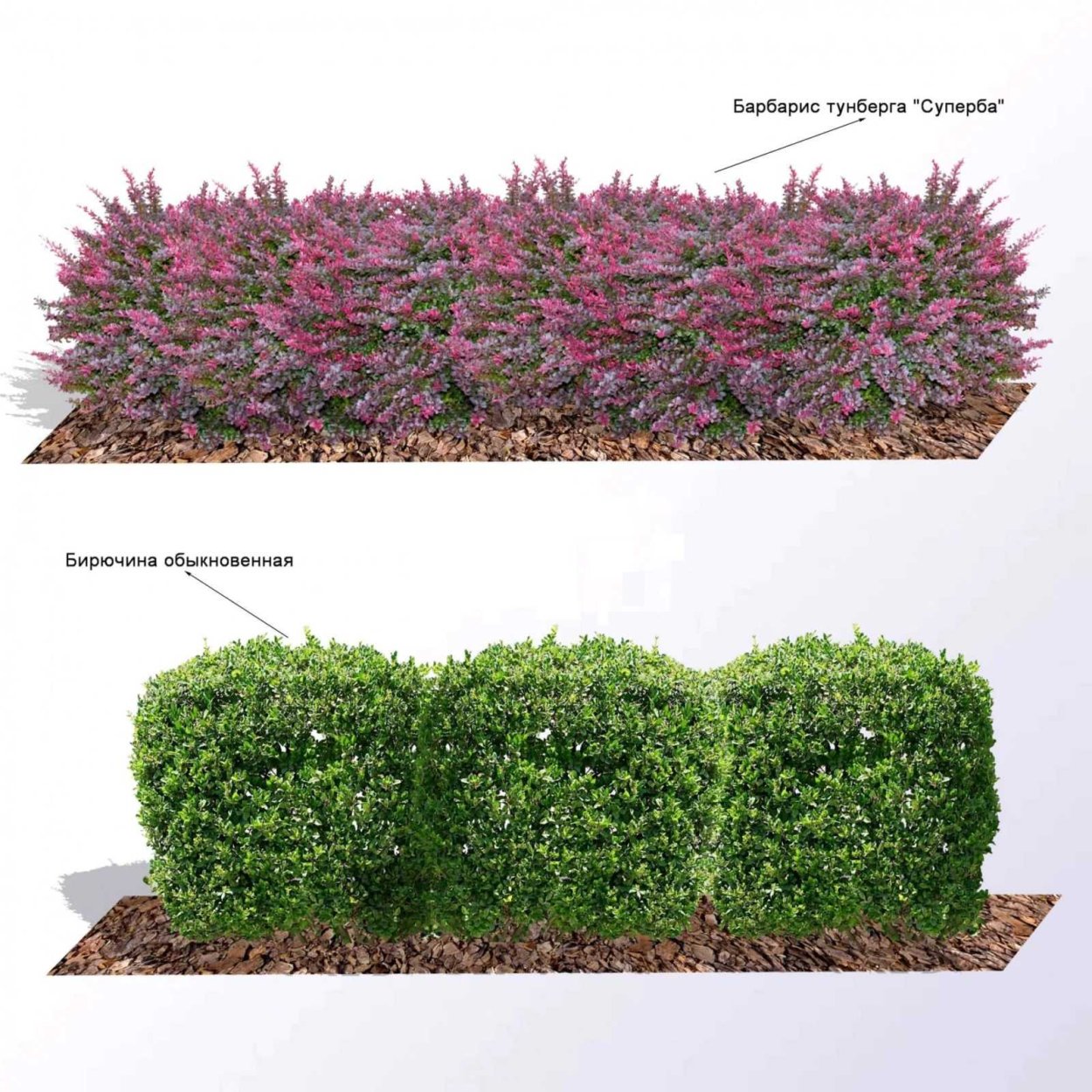 Барбарис Тунберга Живая изгородь бордюр