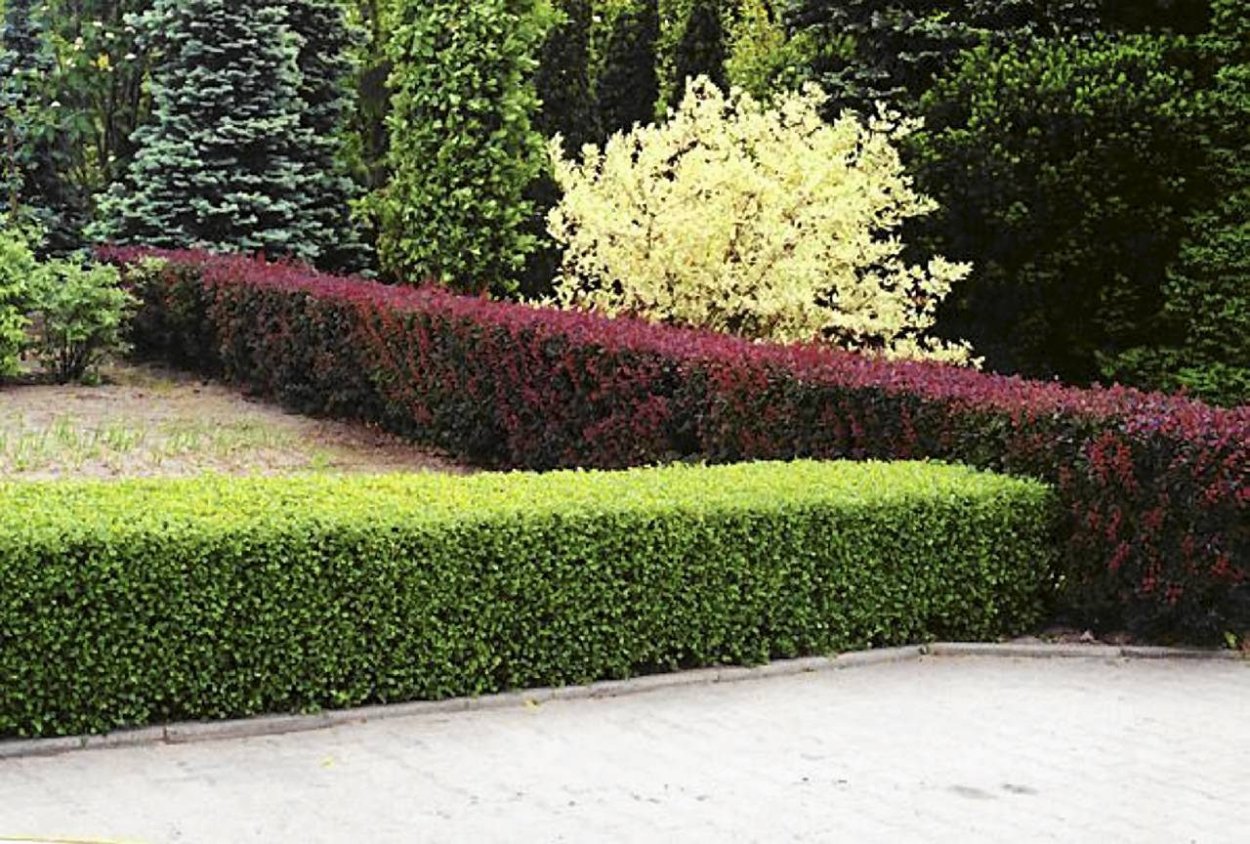 Барбарис Тунберга изгородь