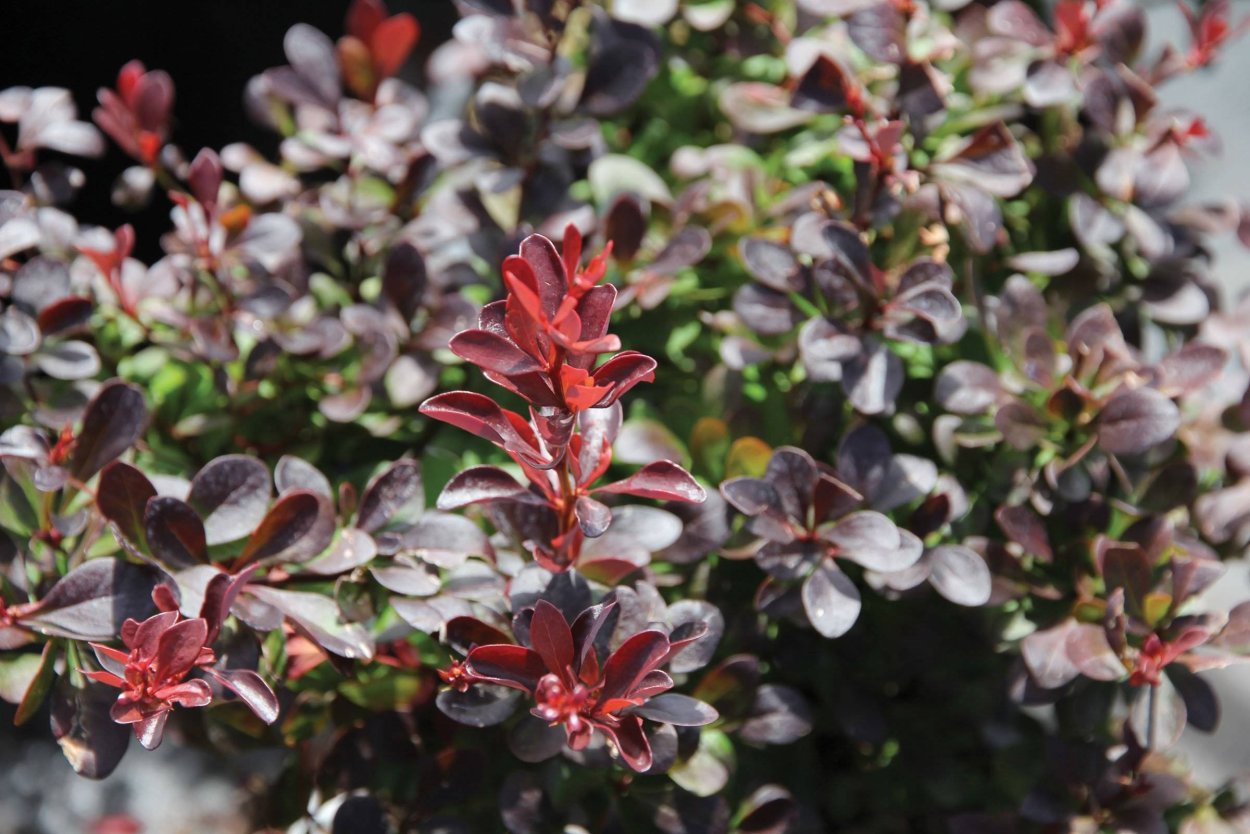 Барбарис Тунберга Пурпуреа