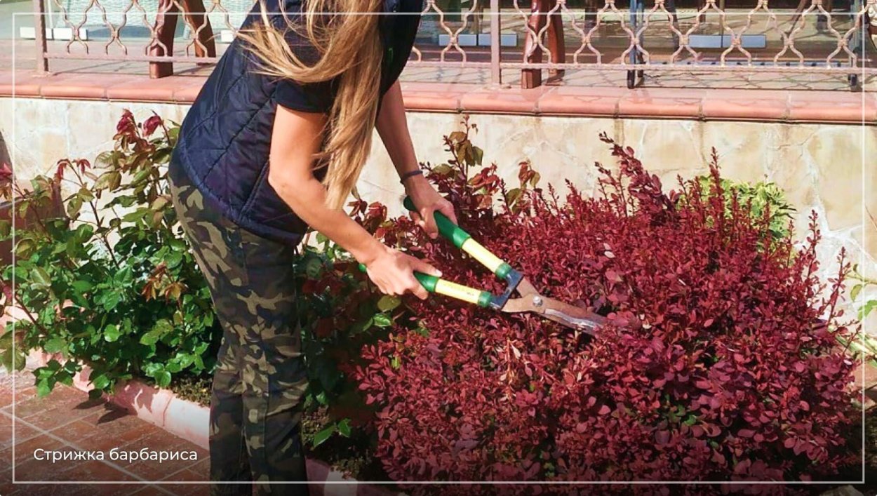 Стрижка барбариса Тунберга