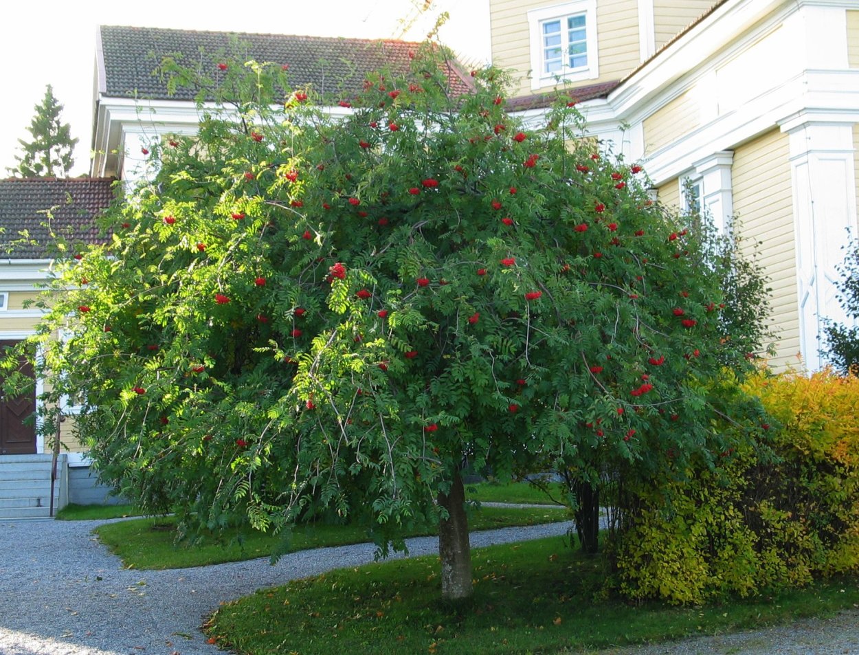 Рябина обыкновенная Пендула