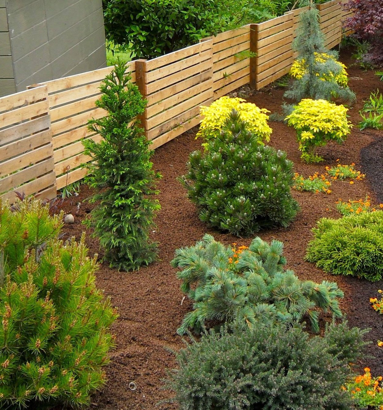 Барбарис ниваки