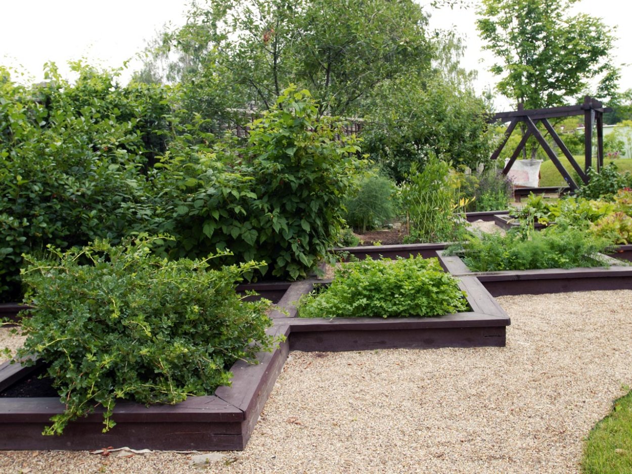 Низкорослые плодовые деревья для сада