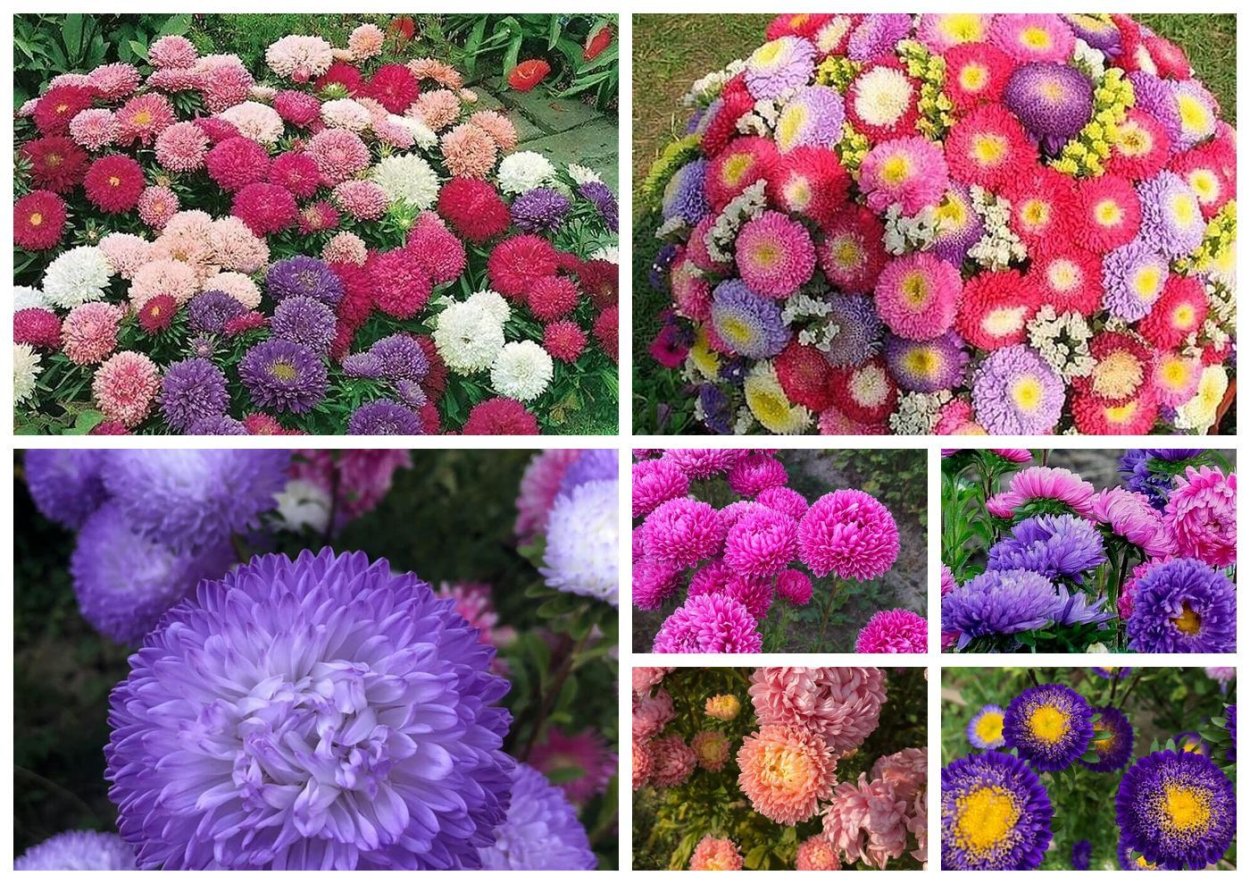 Астра низкорослая жёлтый ковёр