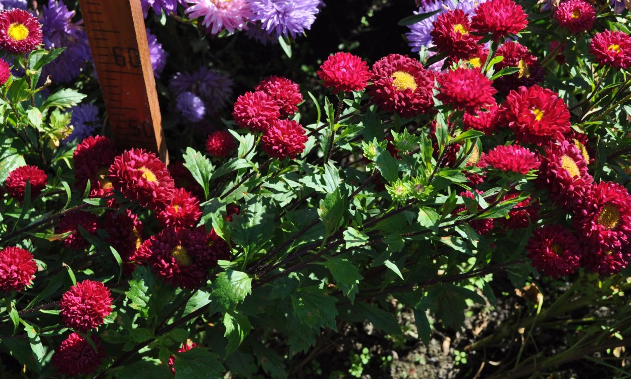 Астра низкорослая Пиноккио микс