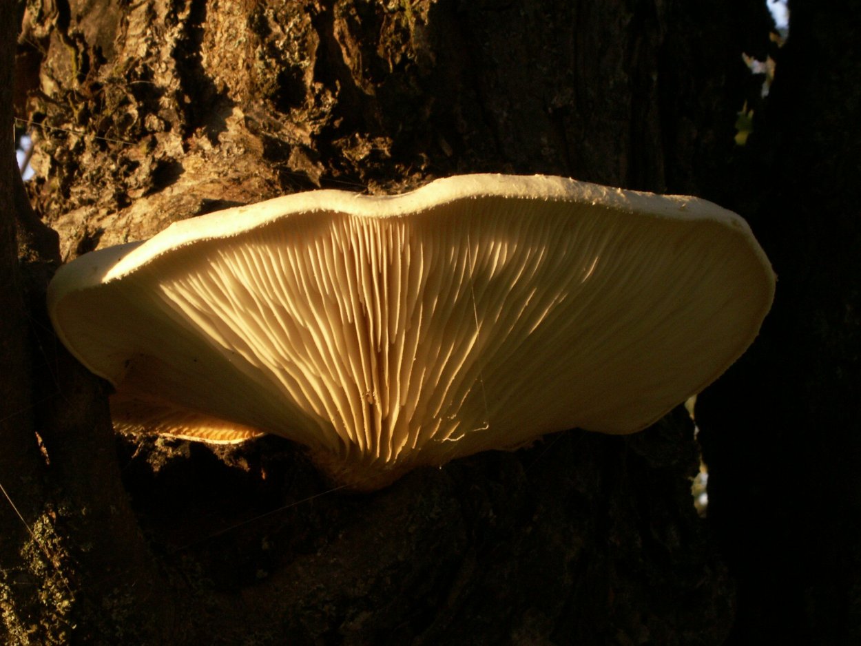 Pleurotus dryinus