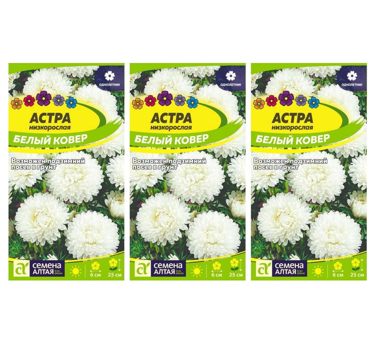 Астра низкорослая Пиноккио