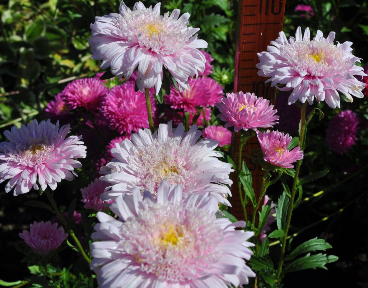 Астры сроки цветения