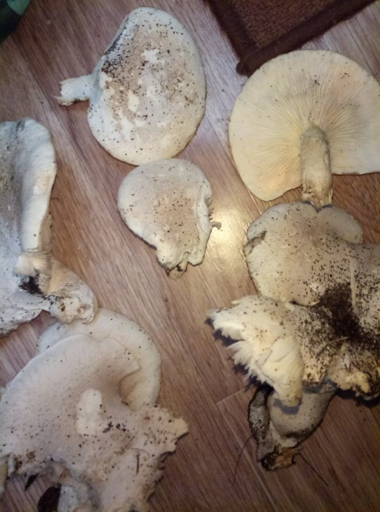 Гриб вешенка дубовая