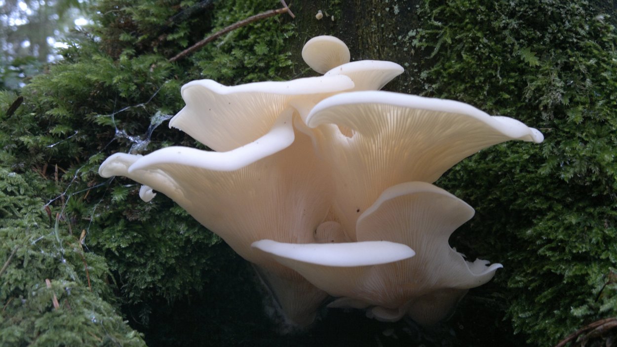 Наросты на вешенках