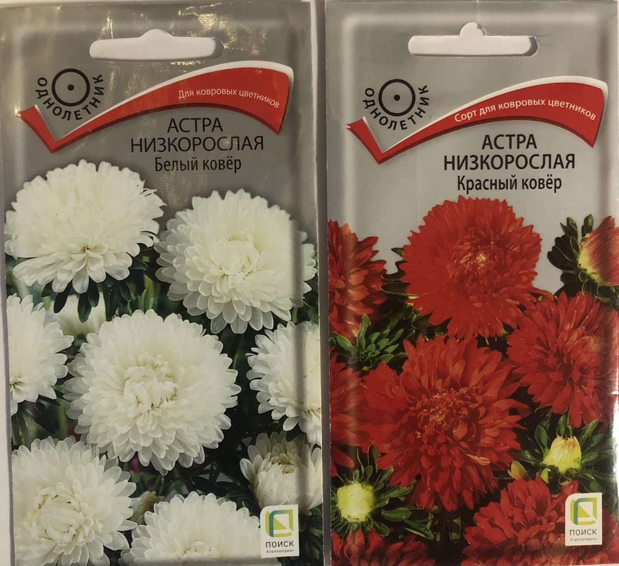 Астра однолетняя (каллистефус)