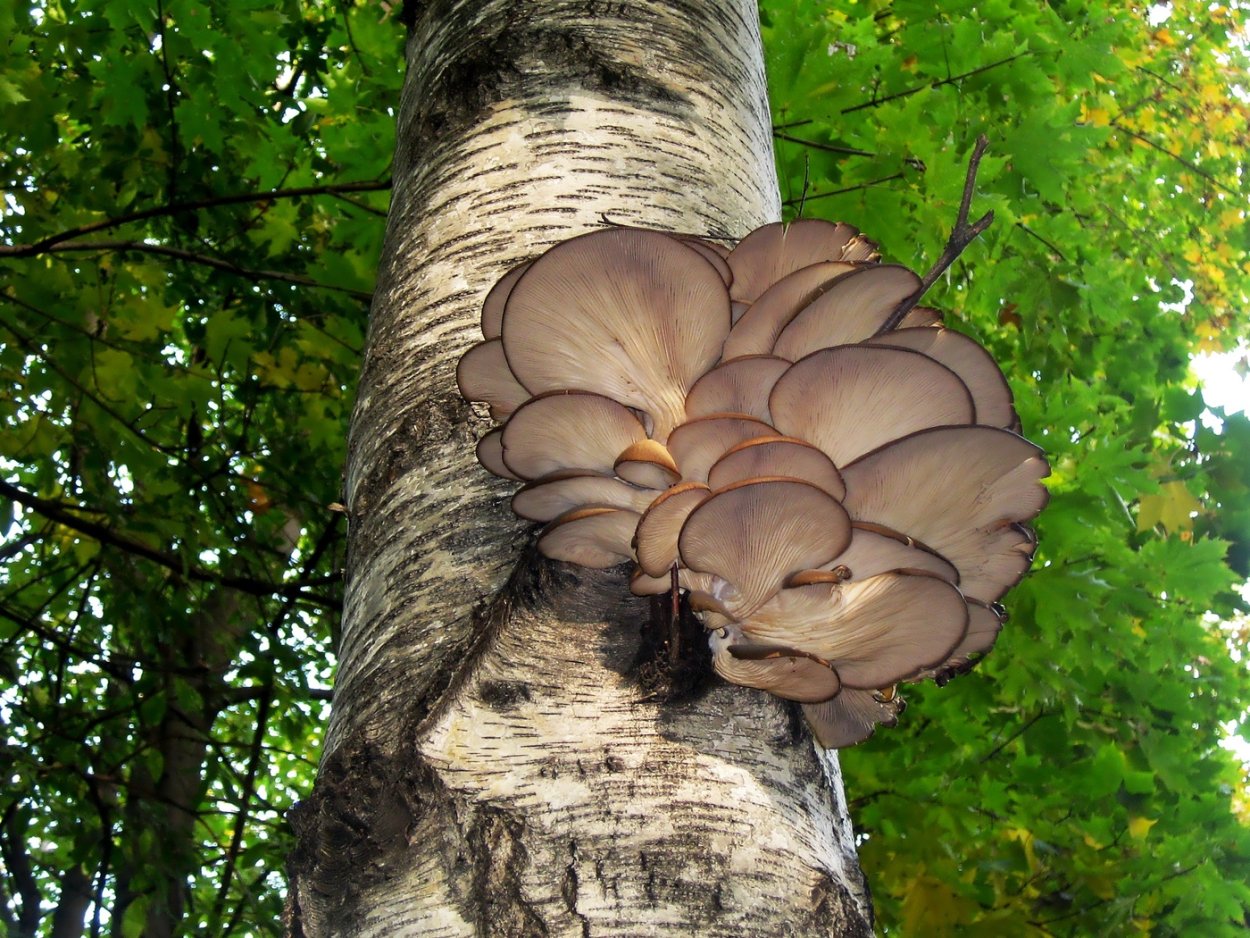 Вешенка Макросъемка