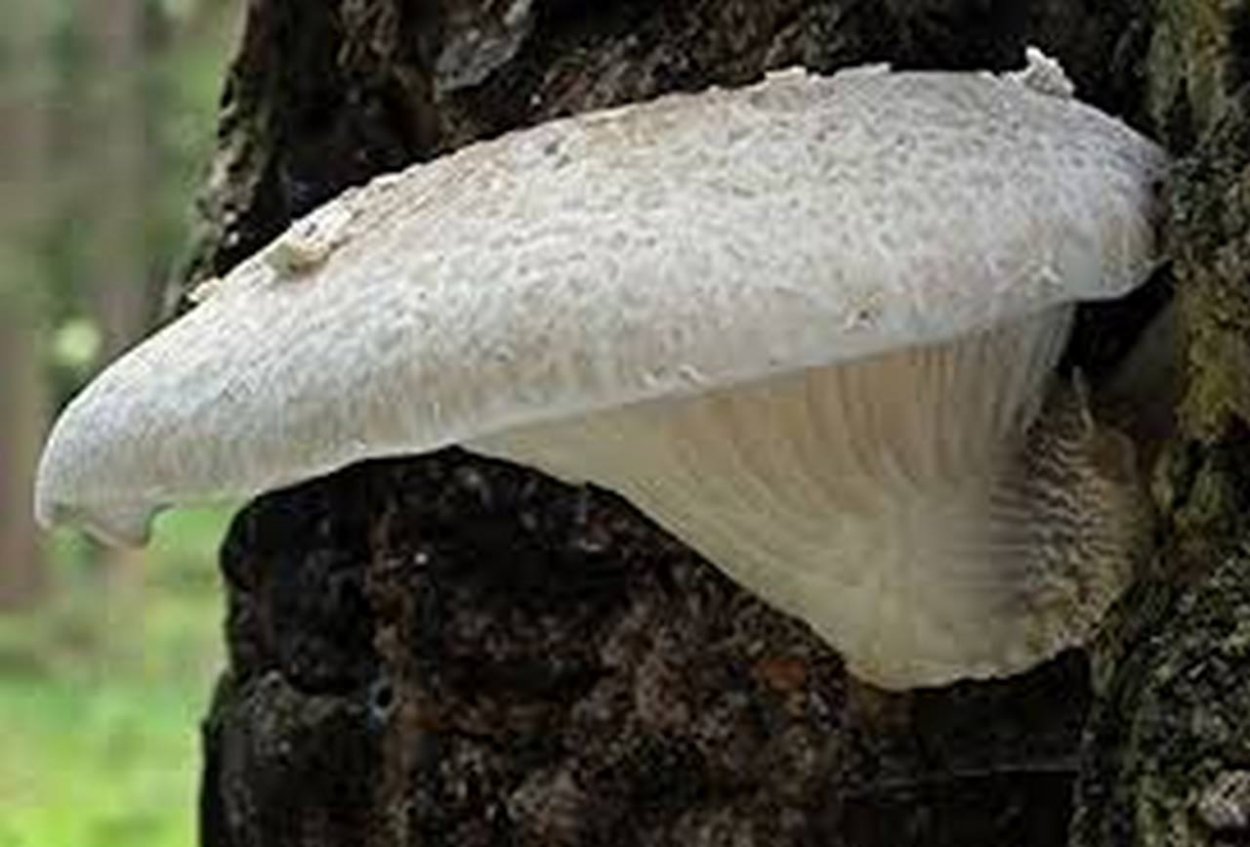 Вешенки на досках