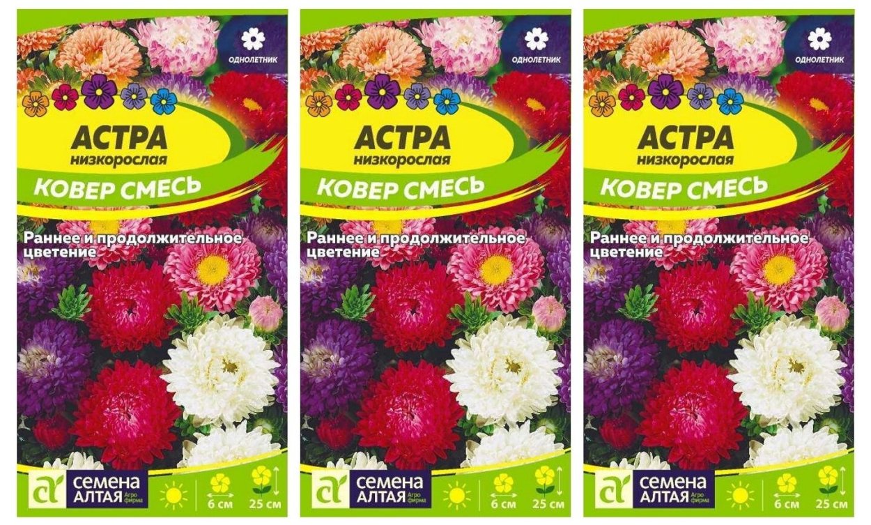 Астра кустовая однолетняя