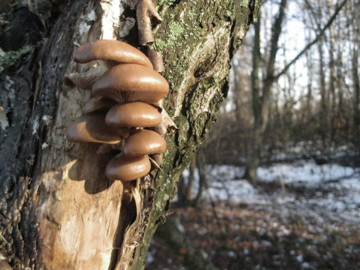 Вешенка осенняя