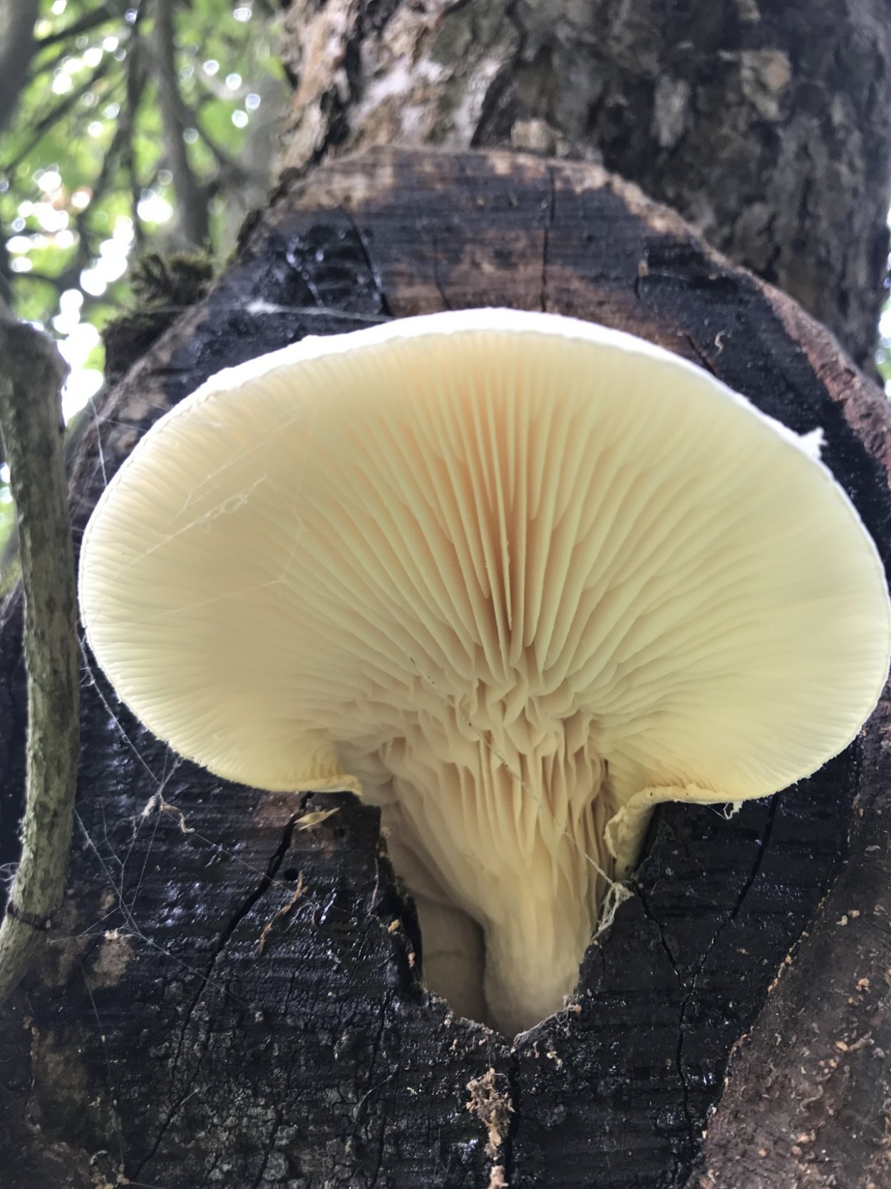 Вешенка дубовая Pleurotus dryinus