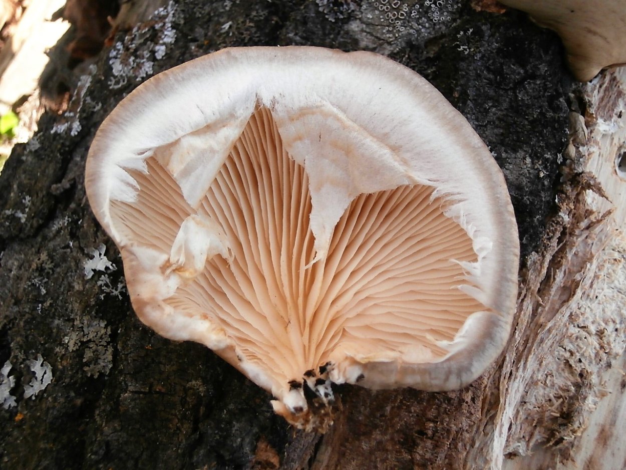 Вёшенка обыкновенная