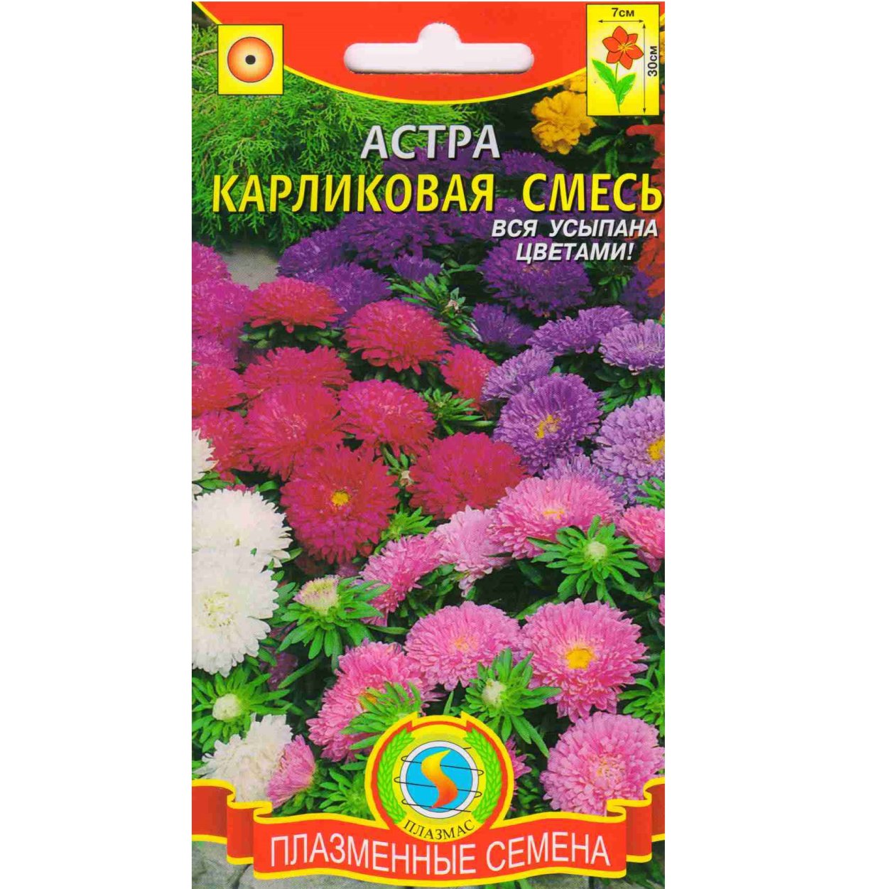 Астра новобельгийская Октоберфест